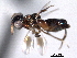  (Chalcedectus maculipennis - CNCHYM 10625)  @11 [ ] CreativeCommons - Attribution (2012) CNC/CBG Photography Group Centre for Biodiversity Genomics