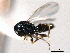  ( - CNCHYM 10768)  @11 [ ] CreativeCommons - Attribution (2012) CNC/CBG Photography Group Centre for Biodiversity Genomics