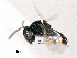  (Catolaccus aeneoviridis - CNCHYM 10769)  @13 [ ] CreativeCommons - Attribution (2012) CNC/CBG Photography Group Centre for Biodiversity Genomics