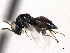  ( - CNCHYM 10770)  @11 [ ] CreativeCommons - Attribution (2012) CNC/CBG Photography Group Centre for Biodiversity Genomics