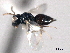  ( - CNCHYM 10771)  @11 [ ] CreativeCommons - Attribution (2012) CNC/CBG Photography Group Centre for Biodiversity Genomics