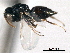  ( - CNCHYM 10772)  @11 [ ] CreativeCommons - Attribution (2012) CNC/CBG Photography Group Centre for Biodiversity Genomics