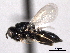  (Catolaccus crassiceps - CNCHYM 10778)  @11 [ ] CreativeCommons - Attribution (2012) CNC/CBG Photography Group Centre for Biodiversity Genomics