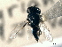  ( - CNCHYM 10779)  @11 [ ] CreativeCommons - Attribution (2012) CNC/CBG Photography Group Centre for Biodiversity Genomics