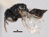  ( - CNCHYM 10780)  @11 [ ] CreativeCommons - Attribution (2012) CNC/CBG Photography Group Centre for Biodiversity Genomics
