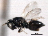  (Catolaccus kansensis - CNCHYM 10788)  @11 [ ] CreativeCommons - Attribution (2012) CNC/CBG Photography Group Centre for Biodiversity Genomics