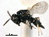  ( - CNCHYM 10789)  @11 [ ] CreativeCommons - Attribution (2012) CNC/CBG Photography Group Centre for Biodiversity Genomics
