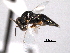  ( - CNCHYM 10796)  @12 [ ] CreativeCommons - Attribution (2012) CNC/CBG Photography Group Centre for Biodiversity Genomics