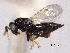  ( - CNCHYM 10815)  @11 [ ] CreativeCommons - Attribution (2012) CNC/CBG Photography Group Centre for Biodiversity Genomics