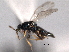  ( - CNCHYM 10817)  @11 [ ] CreativeCommons - Attribution (2012) CNC/CBG Photography Group Centre for Biodiversity Genomics