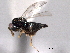  (Trimeromicrus - CNCHYM 10818)  @11 [ ] CreativeCommons - Attribution (2012) CNC/CBG Photography Group Centre for Biodiversity Genomics