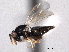  ( - CNCHYM 10819)  @11 [ ] CreativeCommons - Attribution (2012) CNC/CBG Photography Group Centre for Biodiversity Genomics