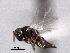  ( - CNCHYM 10820)  @11 [ ] CreativeCommons - Attribution (2012) CNC/CBG Photography Group Centre for Biodiversity Genomics