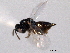  ( - CNCHYM 10821)  @11 [ ] CreativeCommons - Attribution (2012) CNC/CBG Photography Group Centre for Biodiversity Genomics