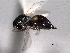  ( - CNCHYM 10826)  @11 [ ] CreativeCommons - Attribution (2012) CNC/CBG Photography Group Centre for Biodiversity Genomics