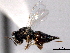  ( - CNCHYM 10828)  @11 [ ] CreativeCommons - Attribution (2012) CNC/CBG Photography Group Centre for Biodiversity Genomics