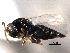  ( - CNCHYM 10831)  @11 [ ] CreativeCommons - Attribution (2012) CNC/CBG Photography Group Centre for Biodiversity Genomics