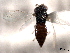  ( - CNCHYM 10840)  @11 [ ] CreativeCommons - Attribution (2012) CNC/CBG Photography Group Centre for Biodiversity Genomics