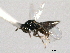  ( - CNCHYM 10855)  @11 [ ] CreativeCommons - Attribution (2012) CNC/CBG Photography Group Centre for Biodiversity Genomics