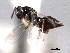  ( - CNCHYM 10857)  @11 [ ] CreativeCommons - Attribution (2012) CNC/CBG Photography Group Centre for Biodiversity Genomics