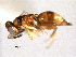  (Dipara canadensis - CNCHYM 10907)  @11 [ ] CreativeCommons - Attribution (2012) CNC/CBG Photography Group Centre for Biodiversity Genomics