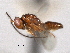  (Lelaps melinus - CNCHYM 10943)  @11 [ ] CreativeCommons - Attribution (2012) CNC/CBG Photography Group Centre for Biodiversity Genomics