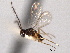  ( - CNCHYM 10950)  @11 [ ] CreativeCommons - Attribution (2012) CNC/CBG Photography Group Centre for Biodiversity Genomics