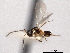  ( - CNCHYM 10951)  @11 [ ] CreativeCommons - Attribution (2012) CNC/CBG Photography Group Centre for Biodiversity Genomics