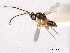  ( - CNCHYM 10952)  @11 [ ] CreativeCommons - Attribution (2012) CNC/CBG Photography Group Centre for Biodiversity Genomics