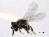  ( - CNCHYM 10977)  @11 [ ] CreativeCommons - Attribution (2012) CNC/CBG Photography Group Centre for Biodiversity Genomics