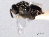  ( - CNCHYM 10978)  @11 [ ] CreativeCommons - Attribution (2012) CNC/CBG Photography Group Centre for Biodiversity Genomics