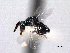  ( - CNCHYM 10979)  @11 [ ] CreativeCommons - Attribution (2012) CNC/CBG Photography Group Centre for Biodiversity Genomics