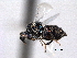  ( - CNCHYM 10980)  @11 [ ] CreativeCommons - Attribution (2012) CNC/CBG Photography Group Centre for Biodiversity Genomics