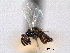  (Eutrichosomatidae - CNCHYM 10981)  @11 [ ] CreativeCommons - Attribution (2012) CNC/CBG Photography Group Centre for Biodiversity Genomics