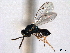  (Glyphognathus laevis - CNCHYM 10992)  @11 [ ] CreativeCommons - Attribution (2012) CNC/CBG Photography Group Centre for Biodiversity Genomics