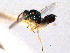  ( - CNCHYM 10995)  @11 [ ] CreativeCommons - Attribution (2012) CNC/CBG Photography Group Centre for Biodiversity Genomics