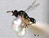  ( - CNCHYM 11010)  @11 [ ] CreativeCommons - Attribution (2012) CNC/CBG Photography Group Centre for Biodiversity Genomics