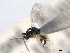  ( - CNCHYM 11013)  @11 [ ] CreativeCommons - Attribution (2012) CNC/CBG Photography Group Centre for Biodiversity Genomics