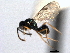  (Miscogaster elegans - CNCHYM 11016)  @11 [ ] CreativeCommons - Attribution (2012) CNC/CBG Photography Group Centre for Biodiversity Genomics
