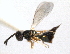  ( - CNCHYM 11024)  @11 [ ] CreativeCommons - Attribution (2012) CNC/CBG Photography Group Centre for Biodiversity Genomics
