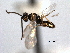  ( - CNCHYM 11025)  @11 [ ] CreativeCommons - Attribution (2012) CNC/CBG Photography Group Centre for Biodiversity Genomics