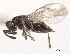 (Tricyclomischus algonquinus - CNCHYM 11038)  @11 [ ] CreativeCommons - Attribution (2012) CNC/CBG Photography Group Centre for Biodiversity Genomics