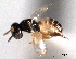  ( - CNCHYM 11099)  @11 [ ] CreativeCommons - Attribution (2012) CNC/CBG Photography Group Centre for Biodiversity Genomics