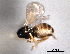  ( - CNCHYM 11100)  @11 [ ] CreativeCommons - Attribution (2012) CNC/CBG Photography Group Centre for Biodiversity Genomics