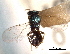  ( - CNCHYM 11111)  @11 [ ] CreativeCommons - Attribution (2012) CNC/CBG Photography Group Centre for Biodiversity Genomics