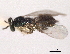  ( - CNCHYM 11112)  @11 [ ] CreativeCommons - Attribution (2012) CNC/CBG Photography Group Centre for Biodiversity Genomics