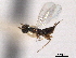  (Anogmus strobilorum - CNCHYM 11113)  @11 [ ] CreativeCommons - Attribution (2012) CNC/CBG Photography Group Centre for Biodiversity Genomics