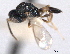  ( - CNCHYM 11124)  @13 [ ] CreativeCommons - Attribution (2012) CNC/CBG Photography Group Centre for Biodiversity Genomics