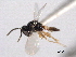  ( - CNCHYM 11125)  @11 [ ] CreativeCommons - Attribution (2012) CNC/CBG Photography Group Centre for Biodiversity Genomics