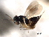  ( - CNCHYM 11126)  @11 [ ] CreativeCommons - Attribution (2012) CNC/CBG Photography Group Centre for Biodiversity Genomics
